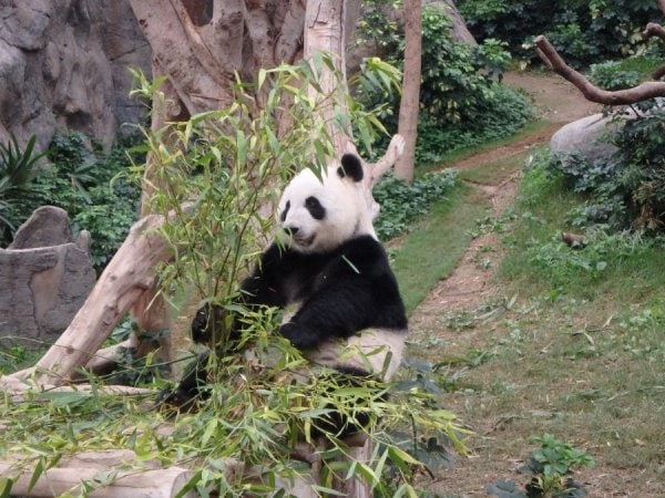 Medlemsrecension: Sex dagar i Hong Kong med en sexåring - 24