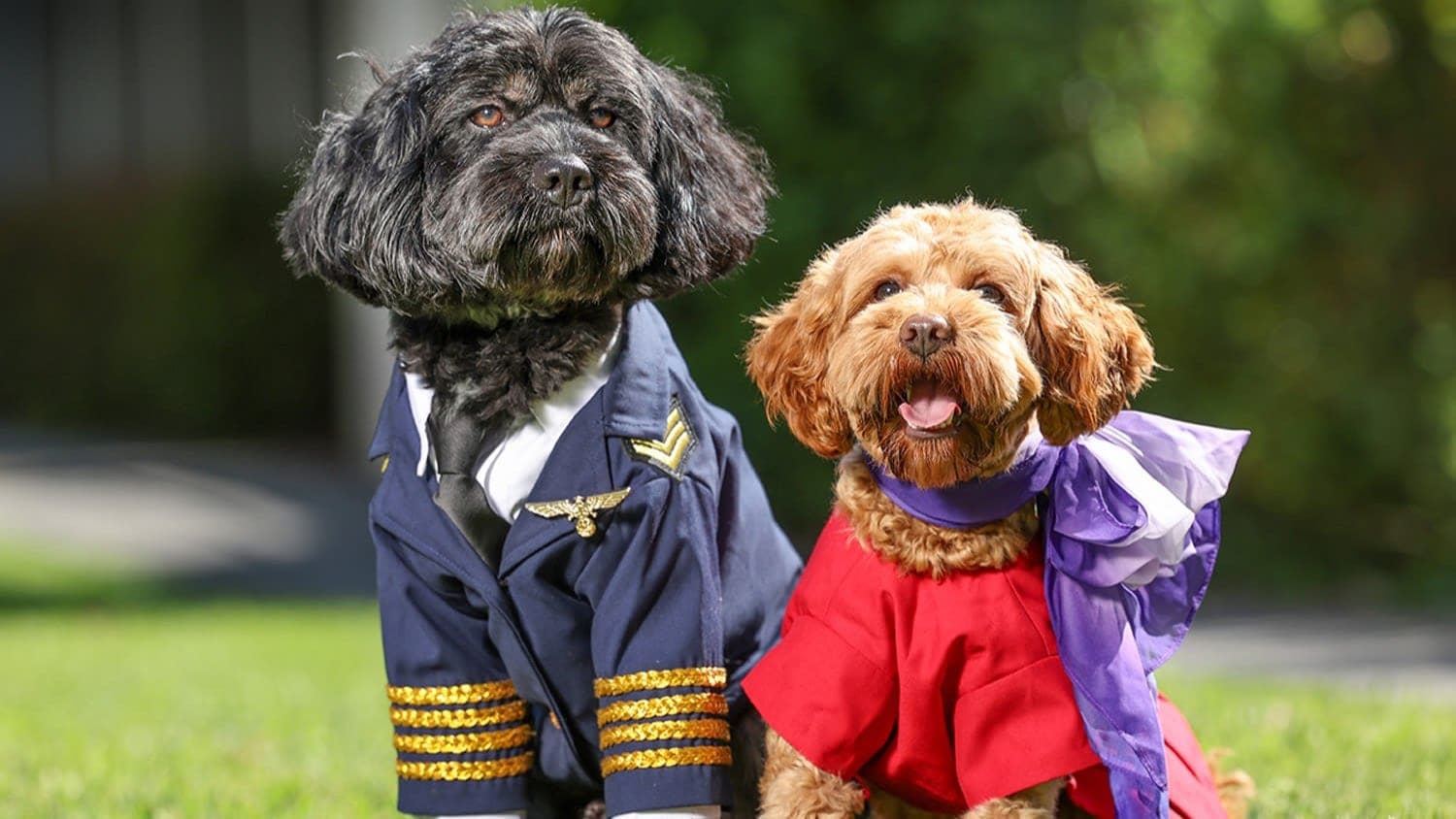 Airlines News - News: SAS - Finnair - Virgin Australia