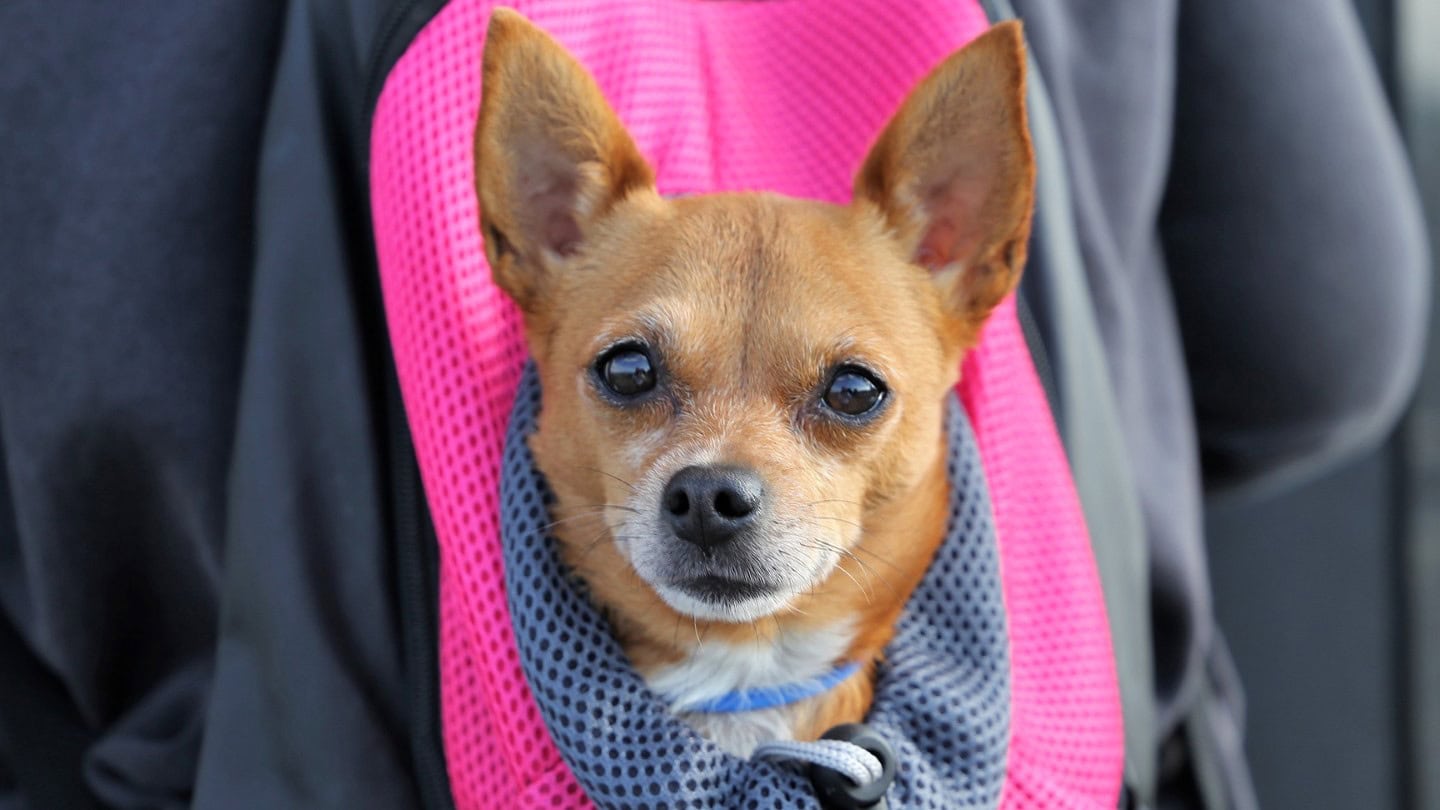 Dog relaxing in private bed