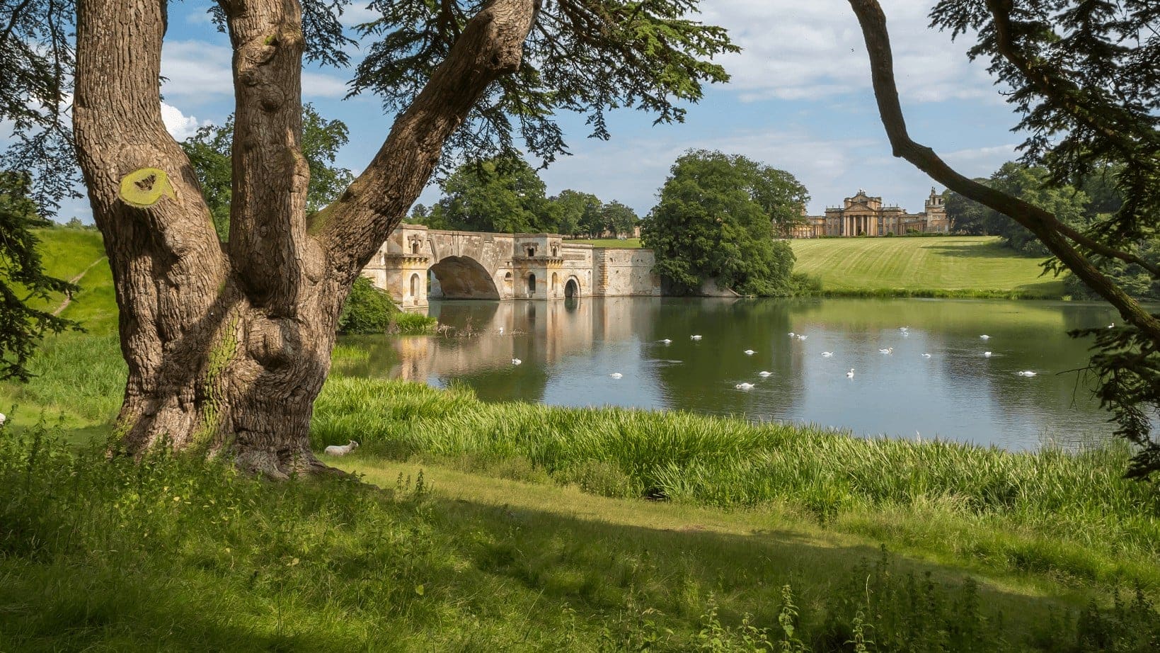 ducks swimming in The Thames river