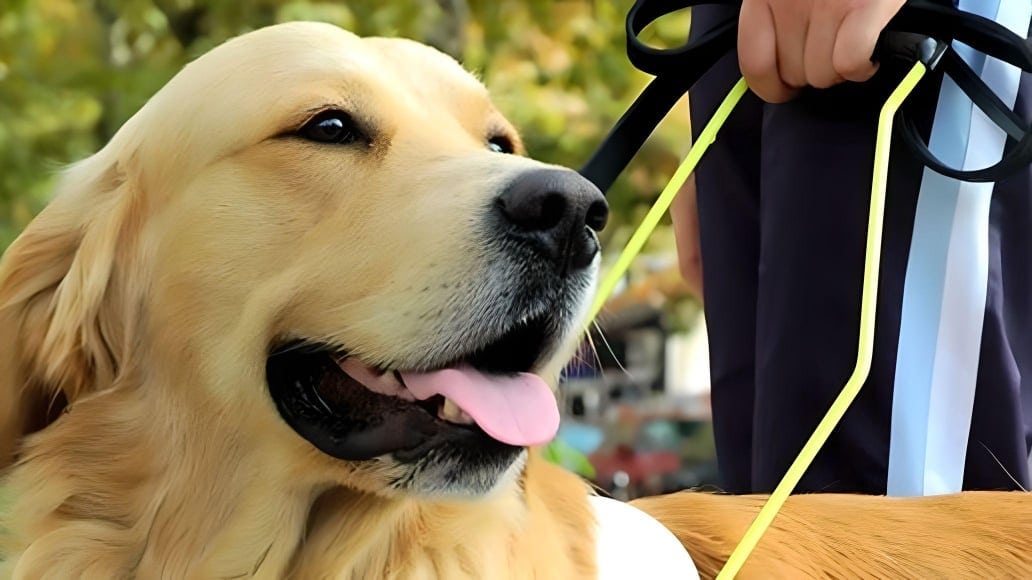 Happy Golden Retriever with owner
