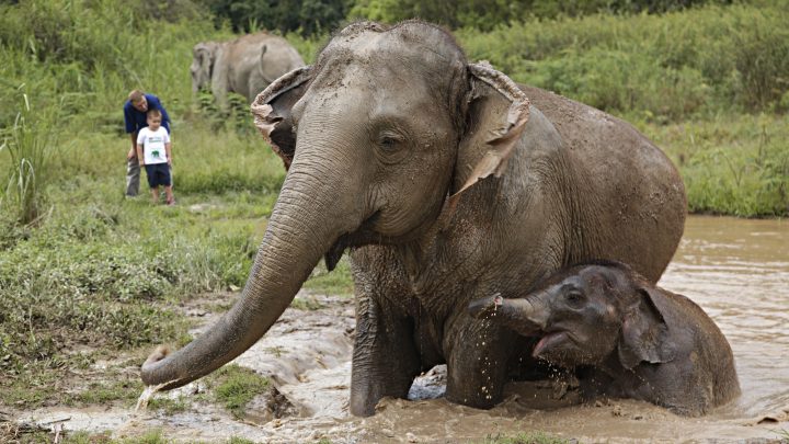 Anantara offers a unique virtual educational field trip featuring elephants - 2