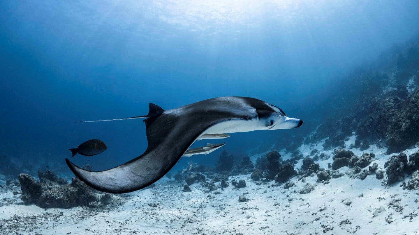 The Best Dive Sites in Maldives - Find the best rates on Businessclass for Raffles Maldives - 1