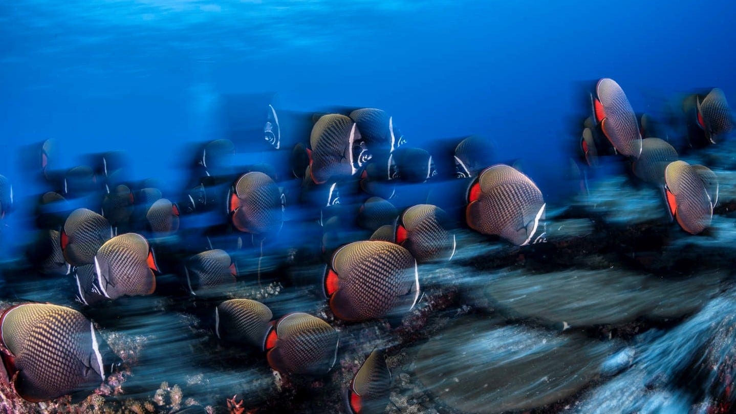 The Best Dive Sites in Maldives - Read the Businessclass review and find the best rates for COMO Cocoa Island - 2