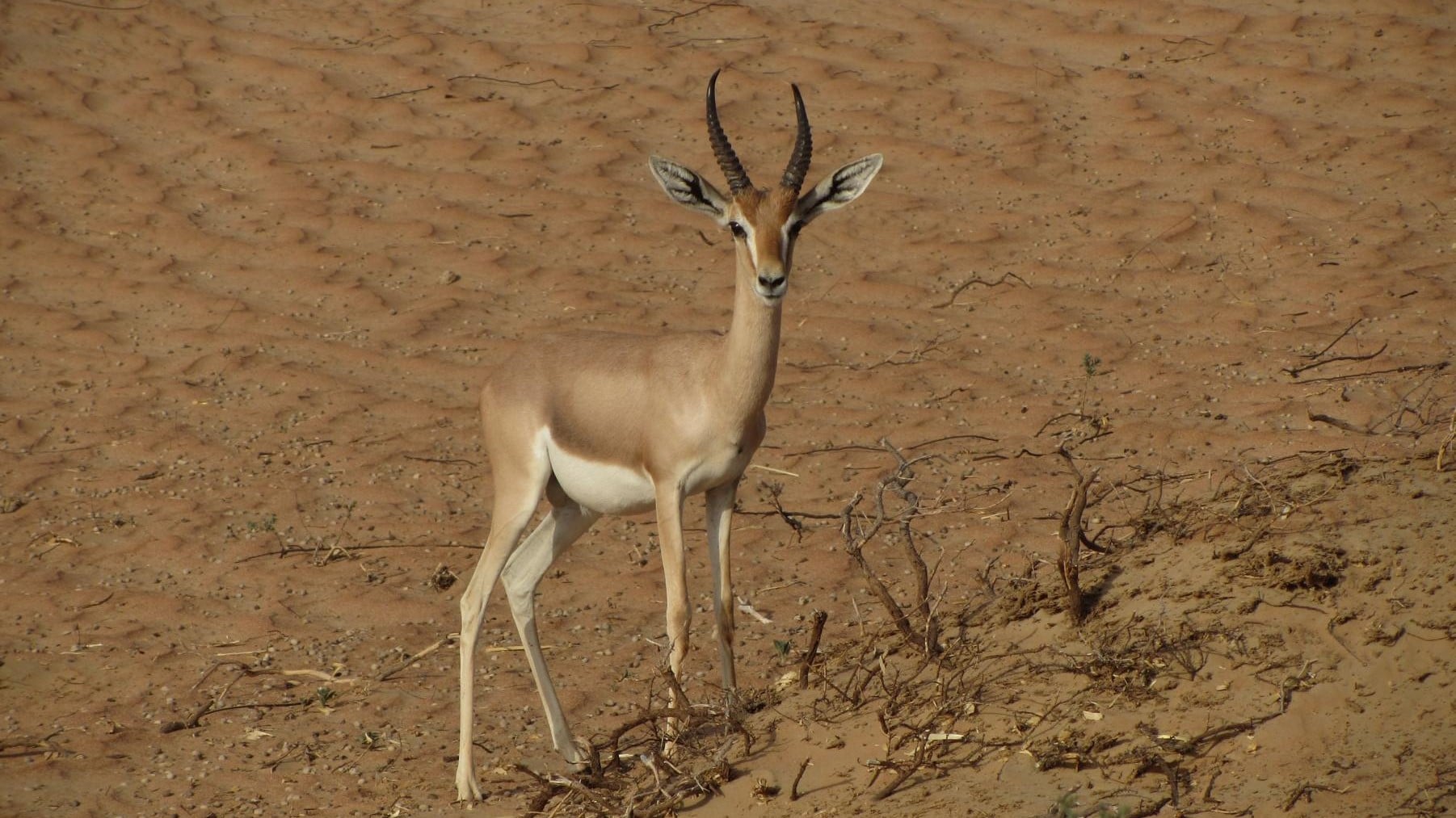 Hotel review Sustainability' - Al Maha a Luxury Collection Desert Resort & Spa Dubai - 1