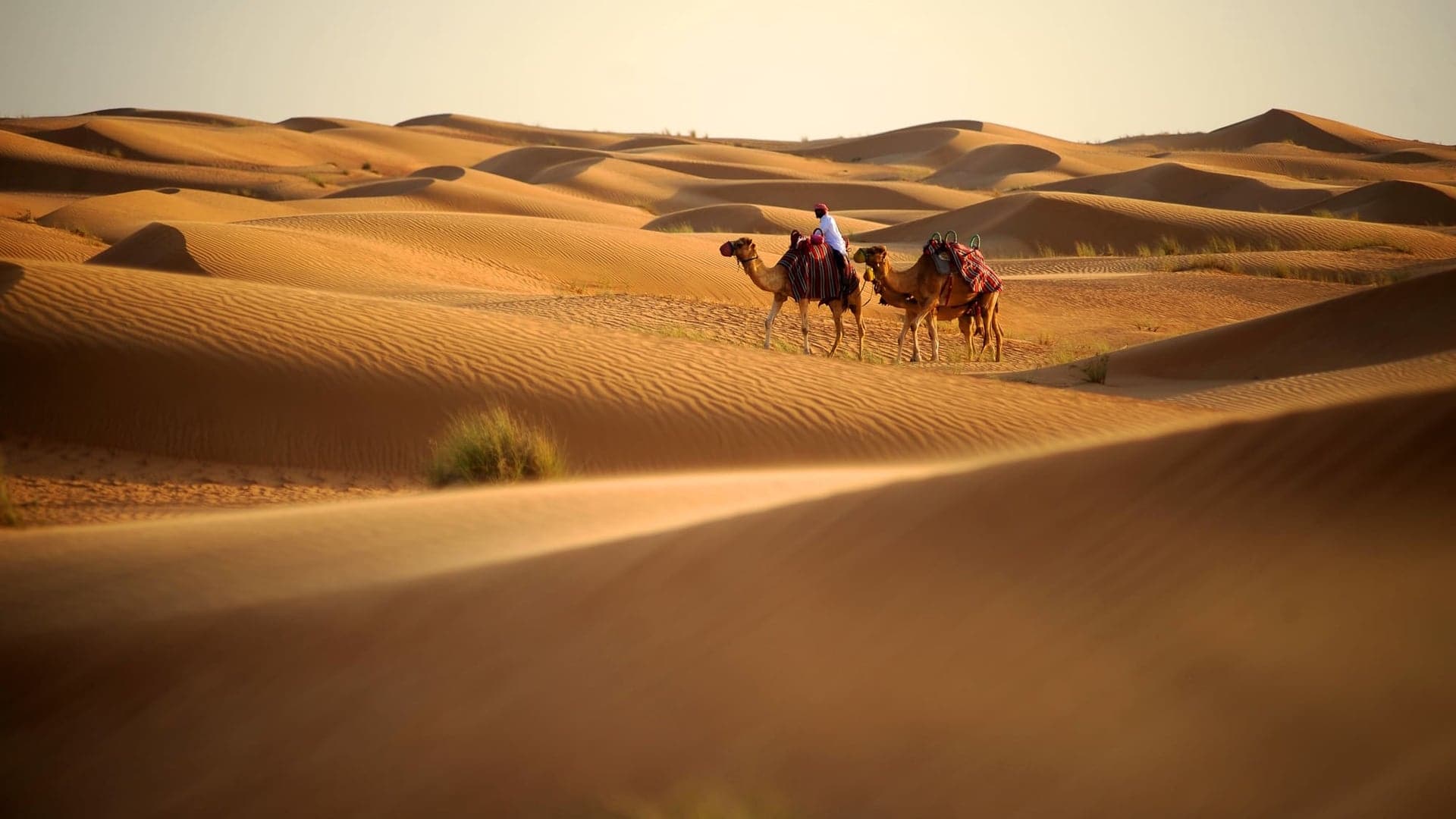 2 camels with a camel rider in a desert  