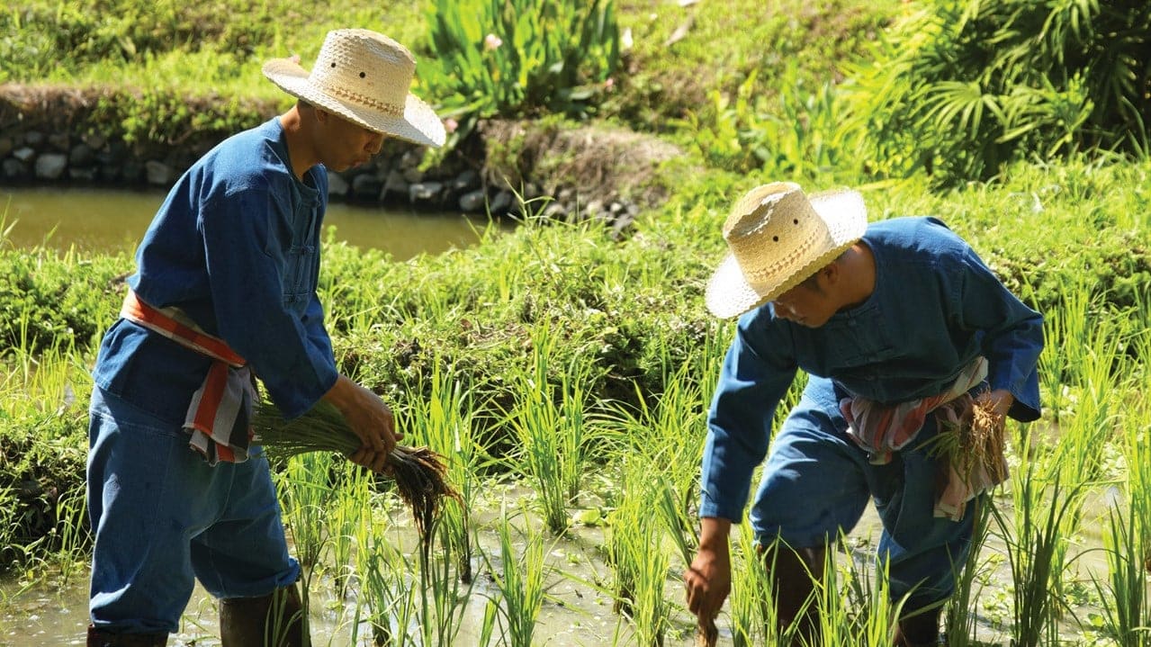 Hotel review What We Love' - Four Seasons Resort Chiang Mai - 2