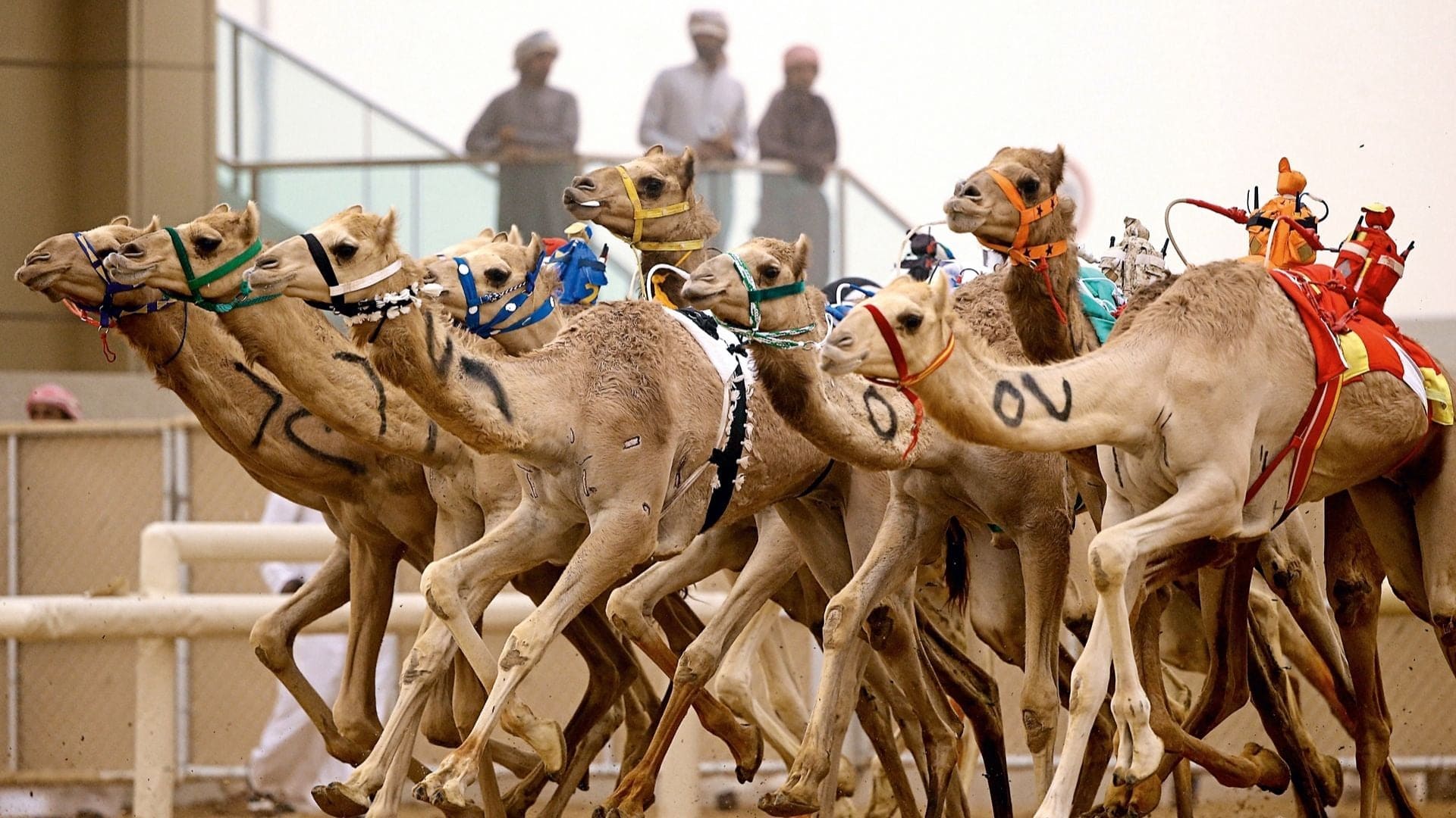 Camel racing in muscat