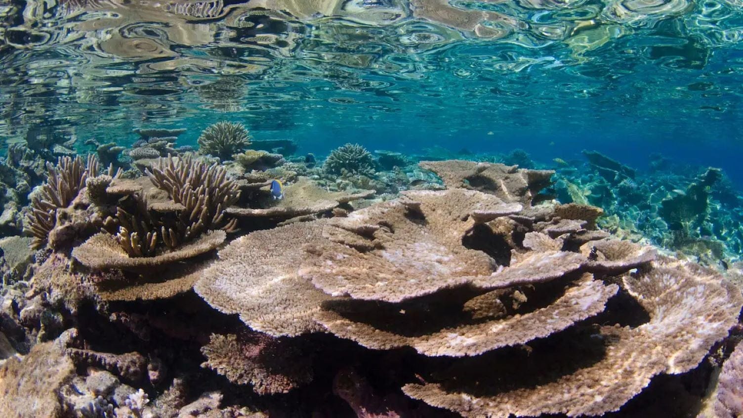 The Best Dive Sites in Maldives - Find the best rates on Businessclass for Raffles Maldives - 2