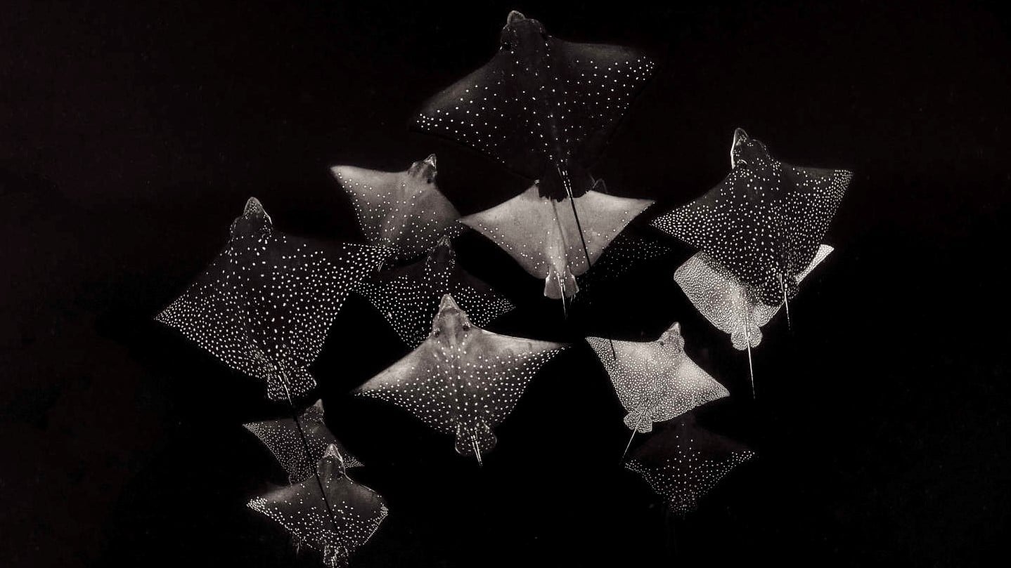 The Best Dive Sites in Maldives - Read the Businessclass review and find the best rates for LUX* South Ari Atoll - 1