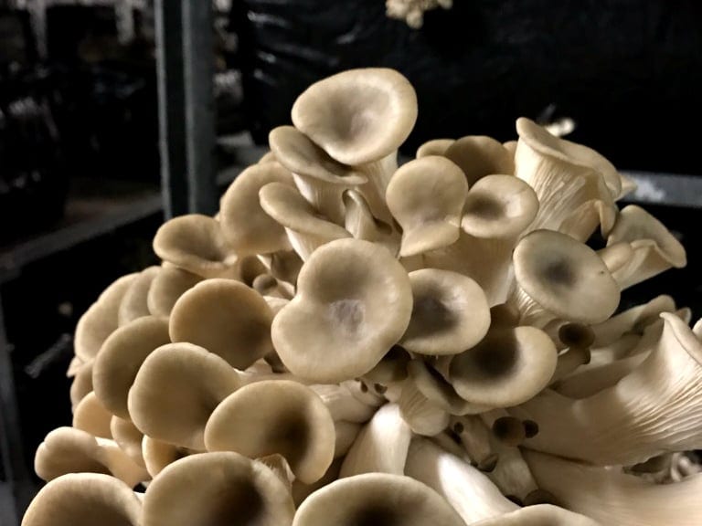 Veganermeny om bord hos SAS