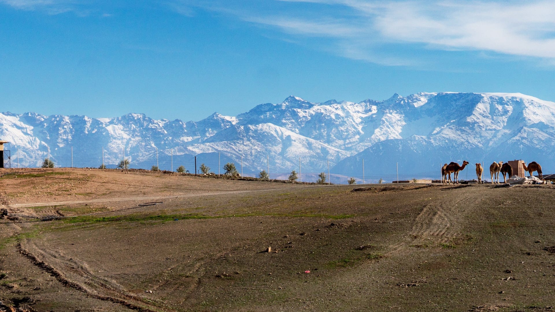 Landmark with camels and big mountains in the background.
