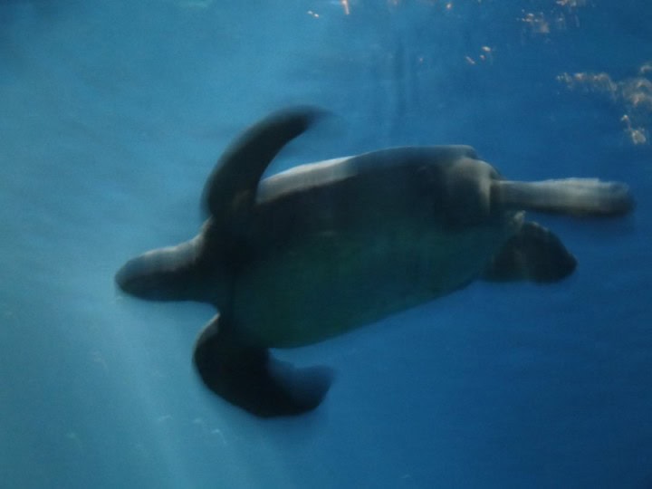 Medlemsrecension: Mot San Fransisco - å lite Milesrun med BAEC - 31