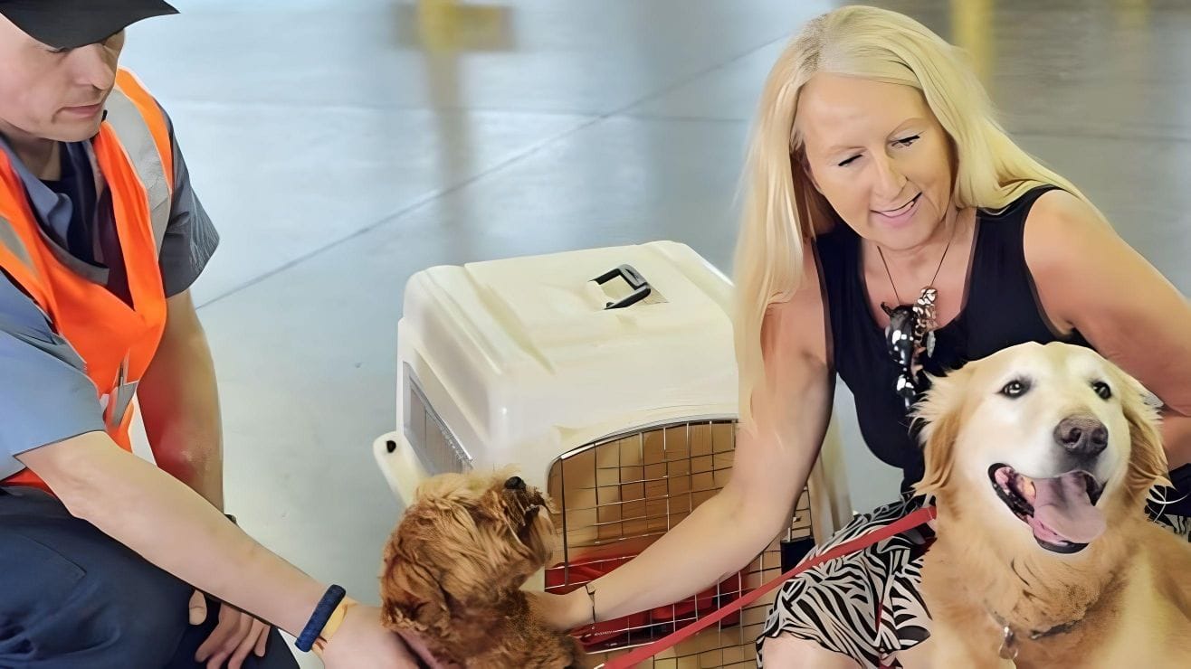 Lady with two dogs at the airport and a employee beside her