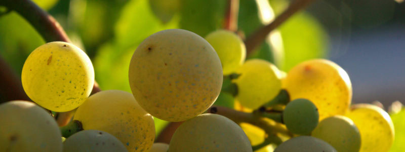 Gör ditt eget mousserande vin när du bor på Hotel Arts Barcelona