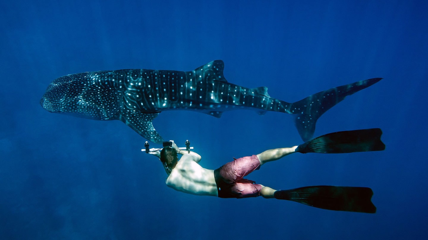 The Best Dive Sites in Maldives - Find the best rates on Businessclass for W Maldives: - 2