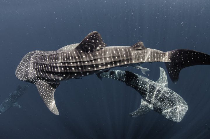 Ekspedisjonscruise med Qatar Airways - 2