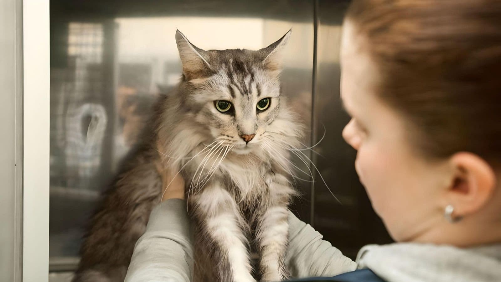 Cat in a grey box and a lady holding the cat