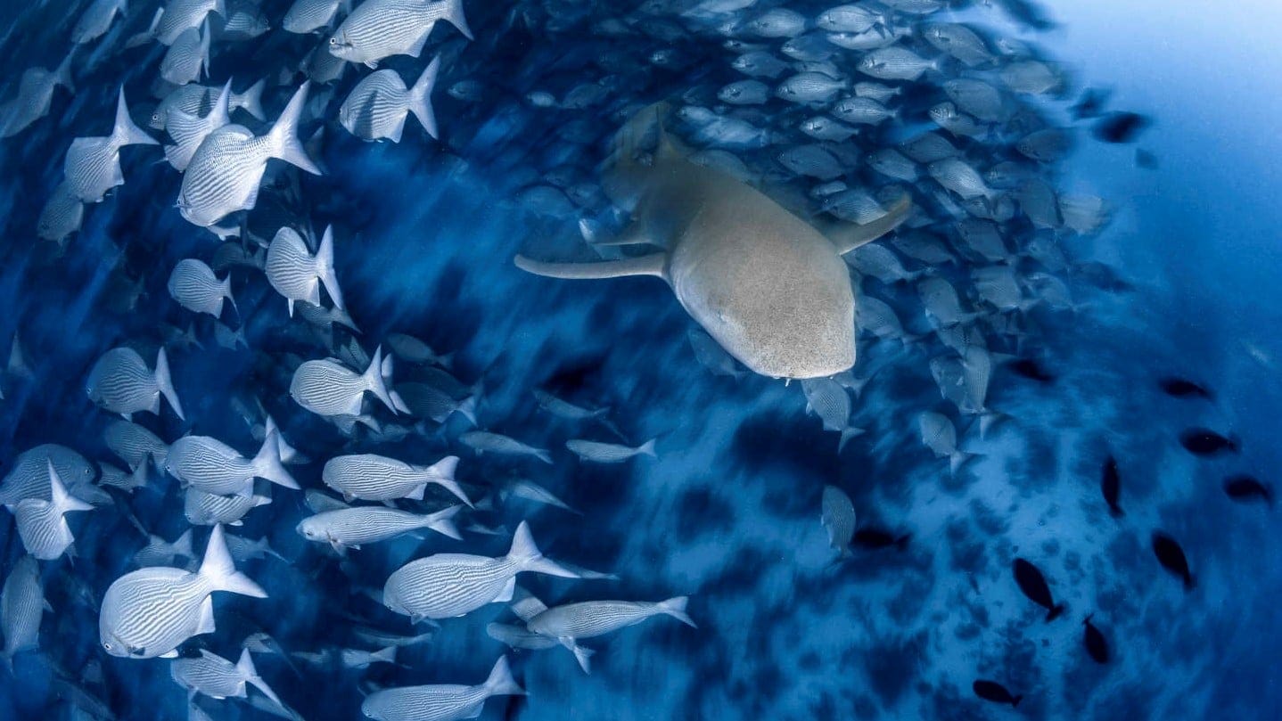 The Best Dive Sites in Maldives - Find the best rates on Businessclass for W Maldives: