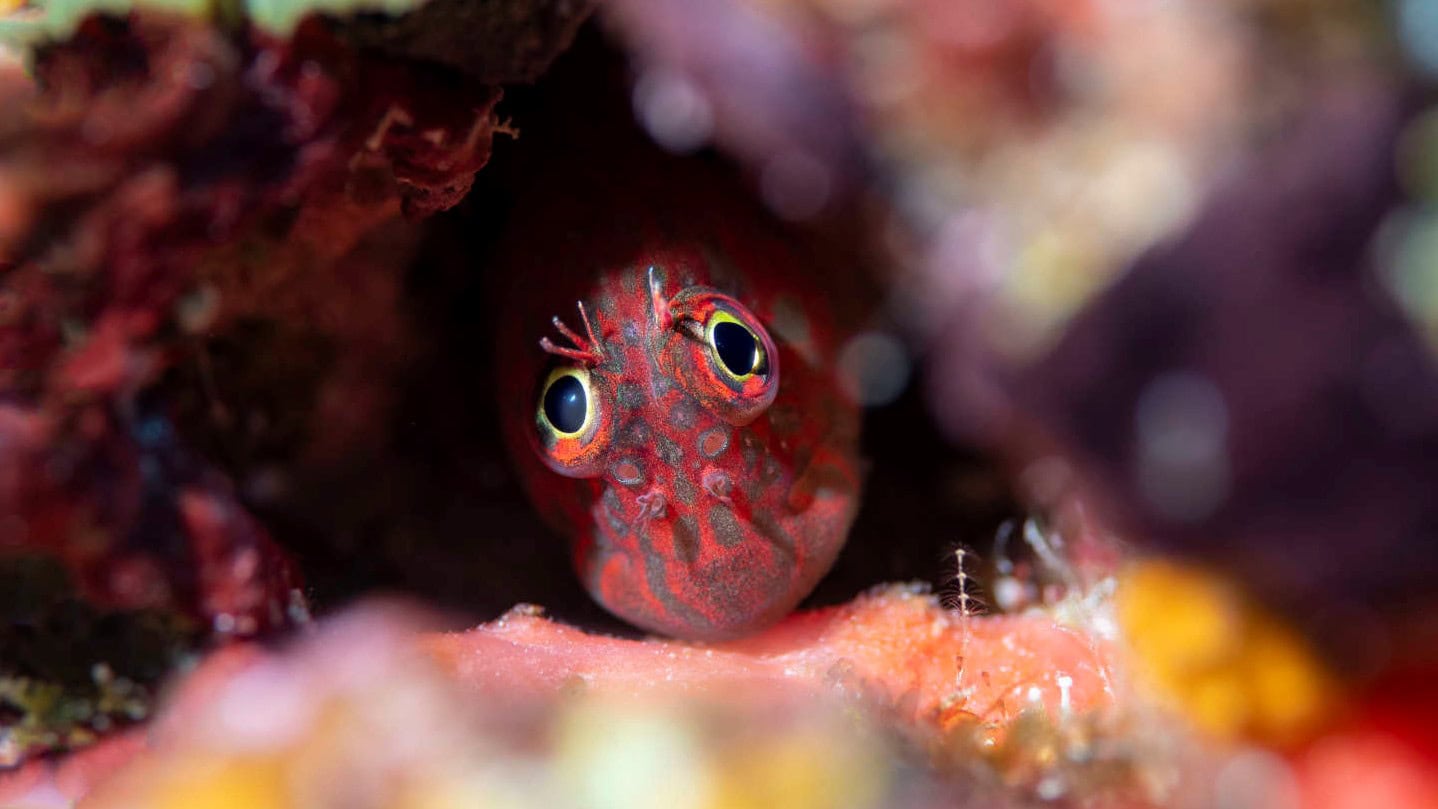 The Best Dive Sites in Maldives - Read the Businessclass review and find the best rates for LUX* South Ari Atoll