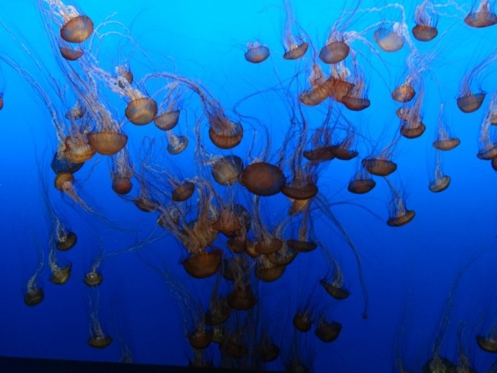 Medlemsrecension: Mot San Fransisco - å lite Milesrun med BAEC - 30