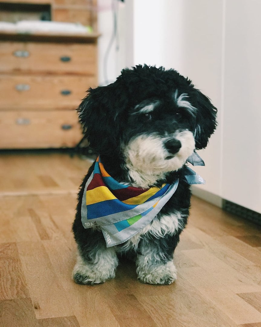 Premiär för bonuspoäng till flygande hundar