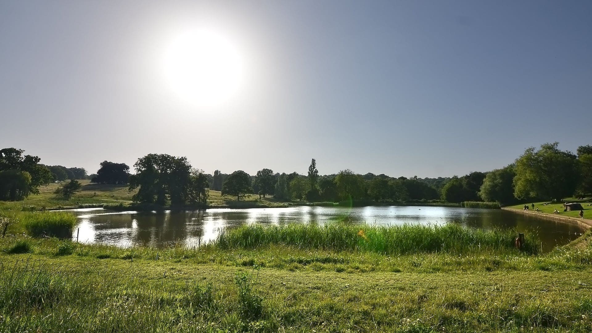 Hampstead Heath Swimming Ponds