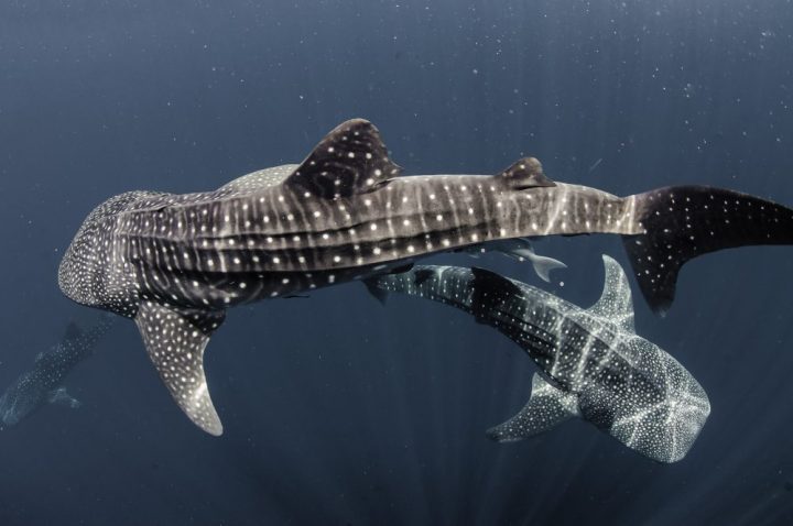 Qatar Airways lanserar expeditionskryssningar - 2