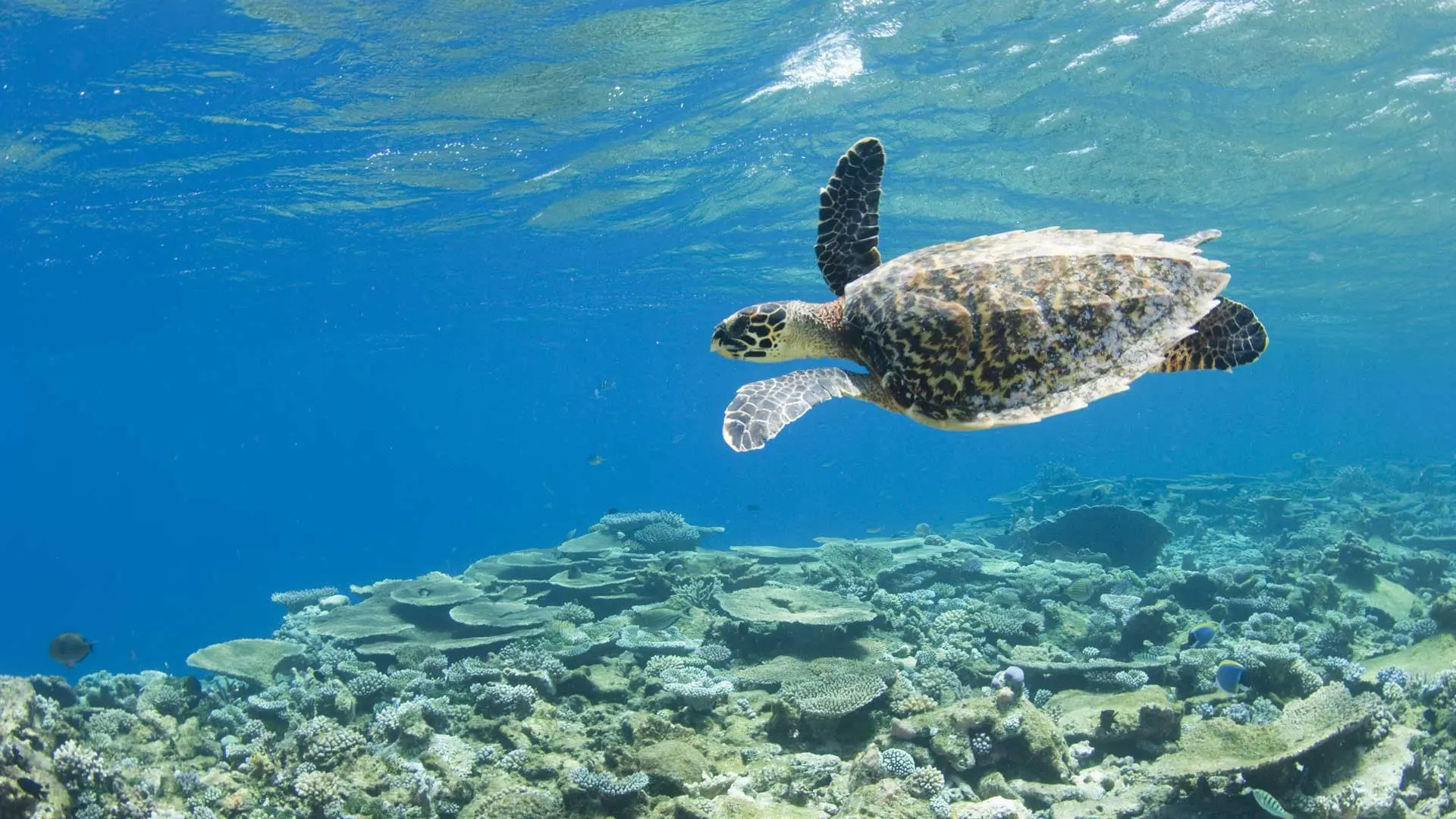 Hotel review Service & Facilities' - Park Hyatt Maldives Hadahaa - 3