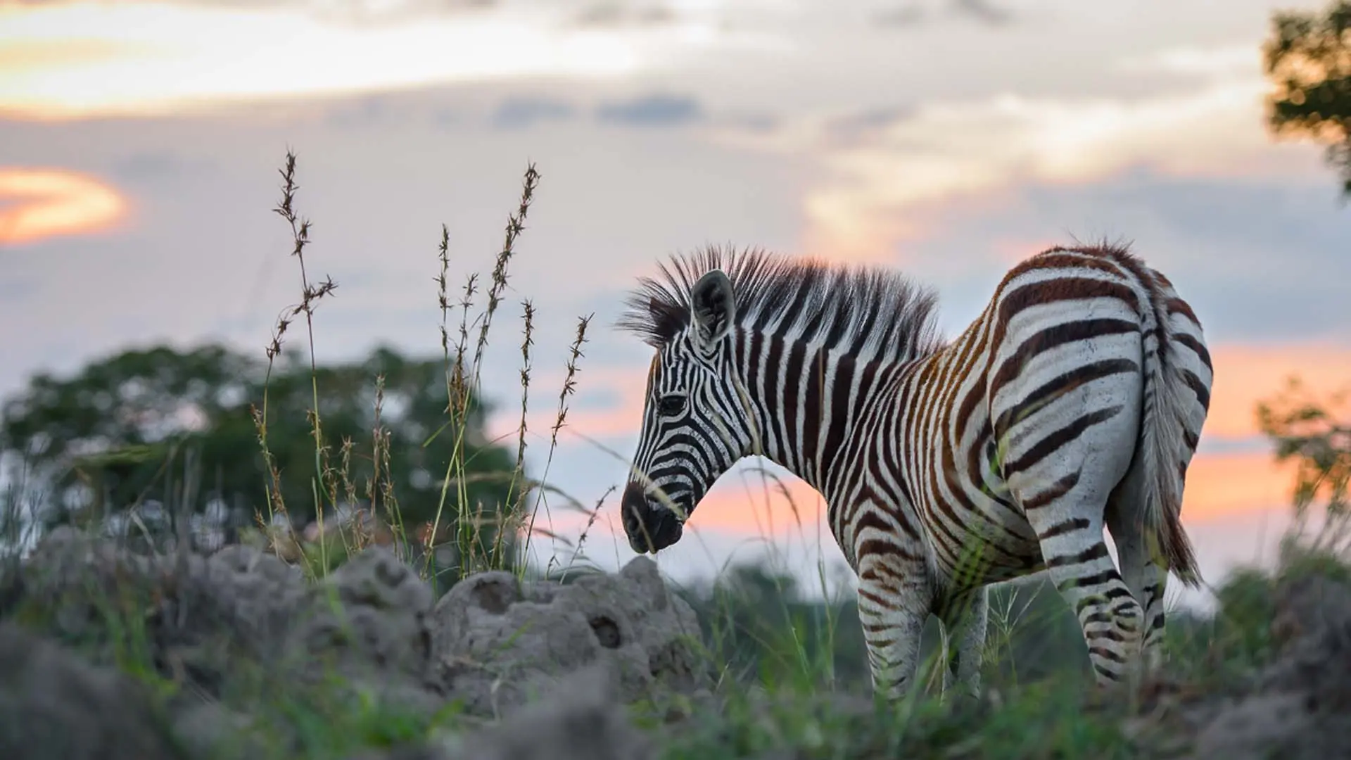 Hotel review Service & Facilities' - Sabi Sabi Private Game Reserve - 9