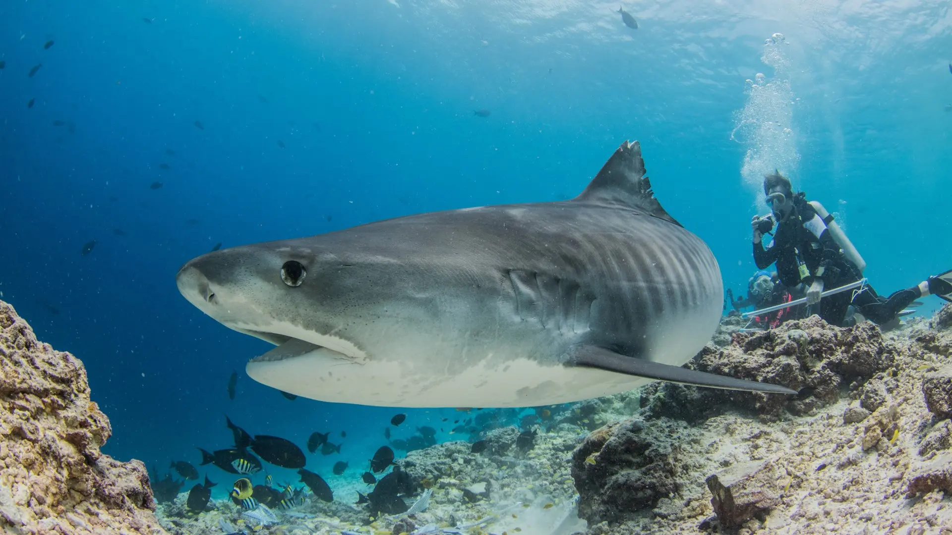 Review of Four Seasons Explorer Maldives - 10