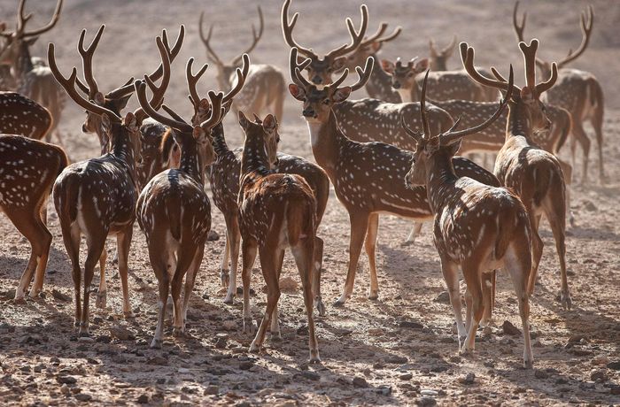 Verified hotel review - Anantara Sir Bani Yas Island Al Yamm Villa Resort - 14