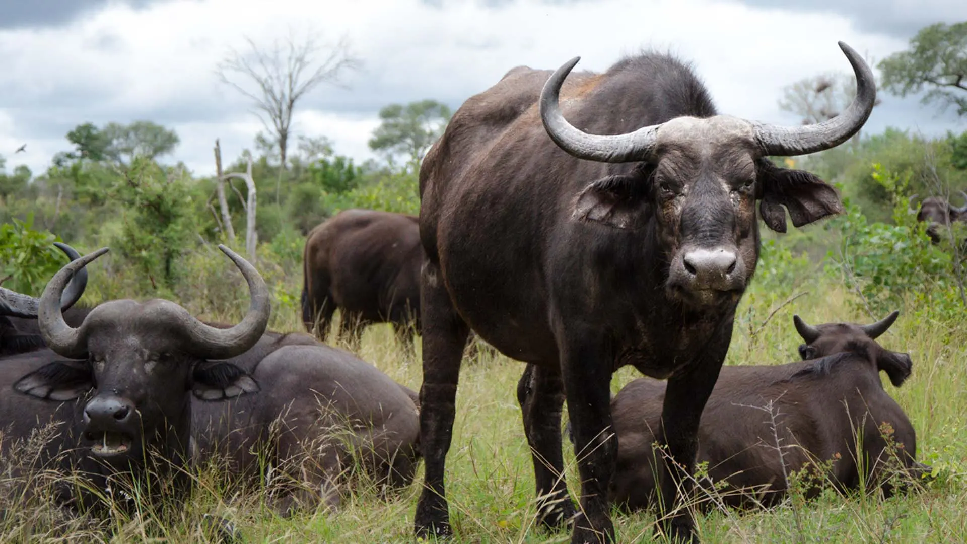 Review of Sabi Sabi Private Game Reserve - 11