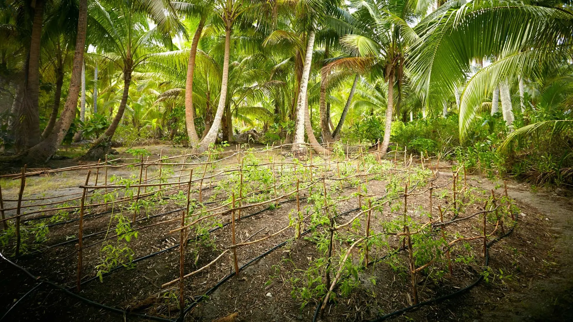 Hotel review Sustainability' - The Brando - 3