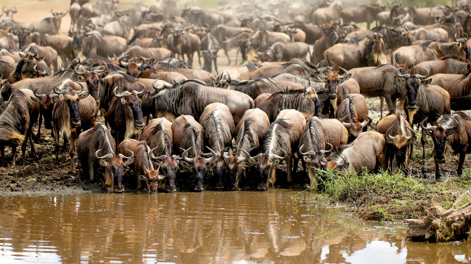 Hotel review What We Love' - One Nature Nyaruswiga Serengeti - 1