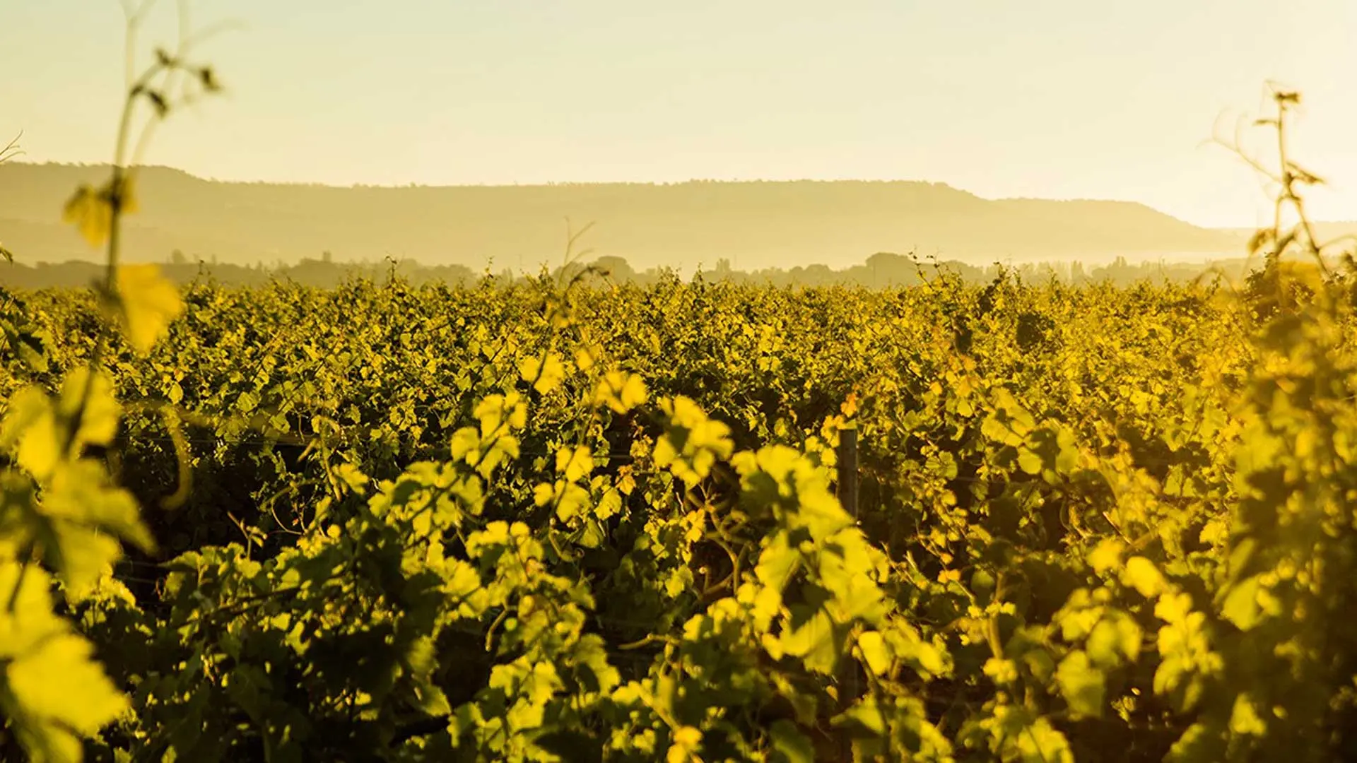 Review of Abadia Retuerta LeDomaine - 5