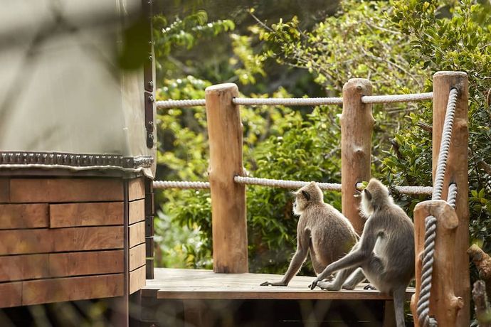 Wild Coast Tented Lodge - 2