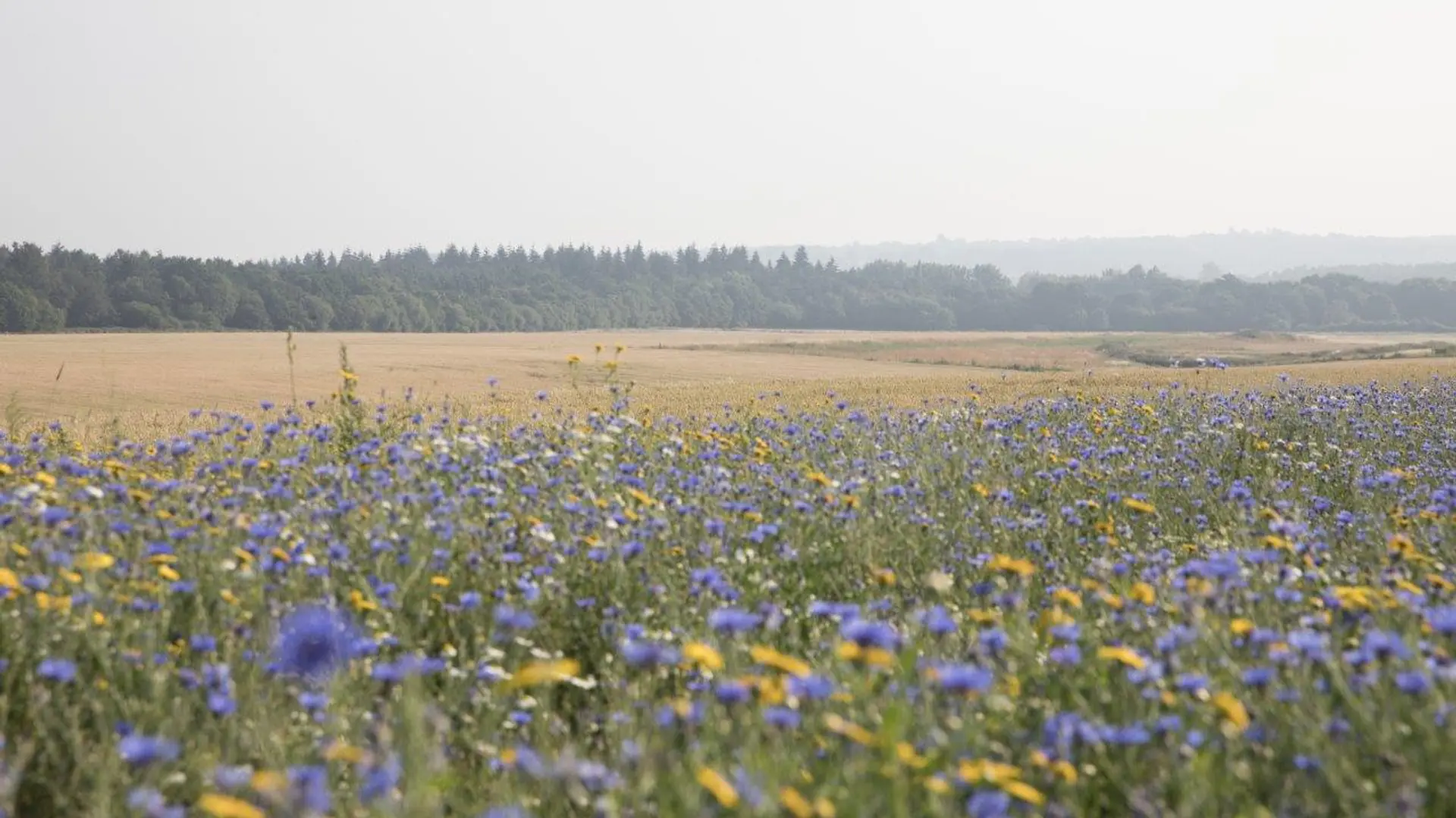 Review of Heckfield Place - 3