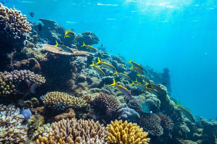 Royal Davui Island Resort - 23