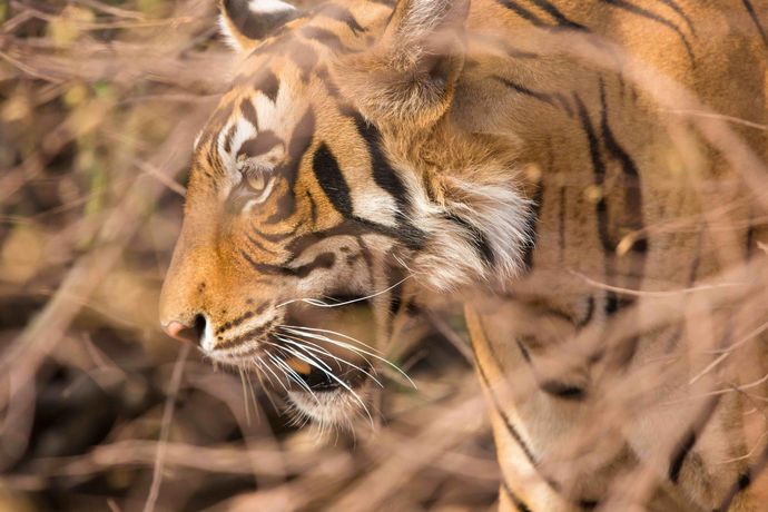 The Oberoi Vanyavilas Ranthambhore - 28