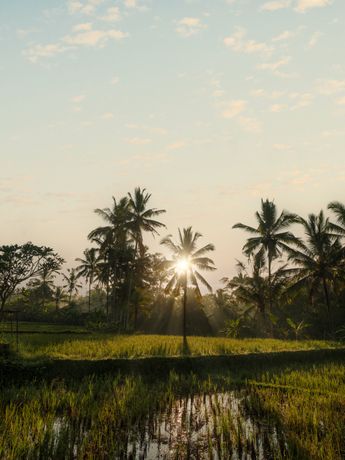 Verified hotel review - Capella Ubud Bali - 51