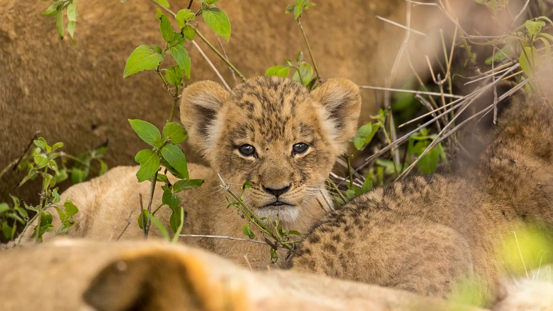 Hotel review Service & Facilities' - Sabi Sabi Private Game Reserve - 8