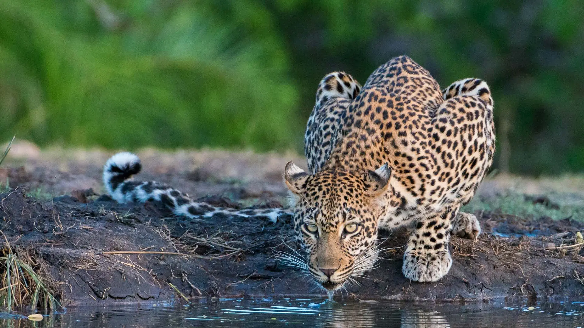 Hotel review Service & Facilities' - Sabi Sabi Private Game Reserve - 7