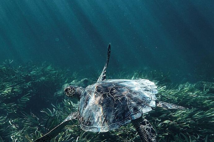 Verified hotel review - Four Seasons Resort Seychelles at Desroches Island - 32