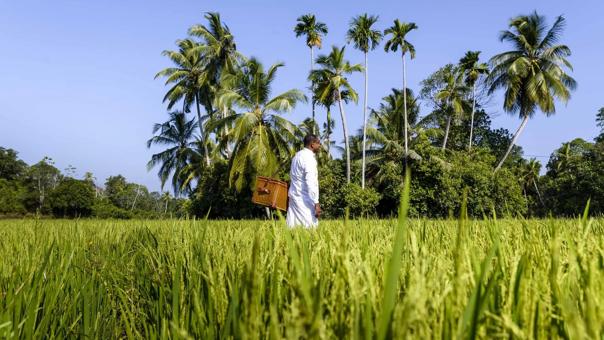 Review of Amangalla - 5