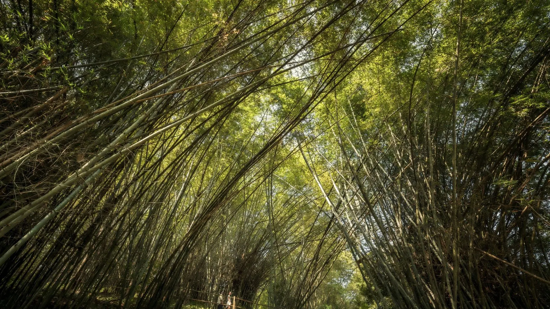 Hotel review Sustainability' - Four Seasons Tented Camp Golden Triangle - 0