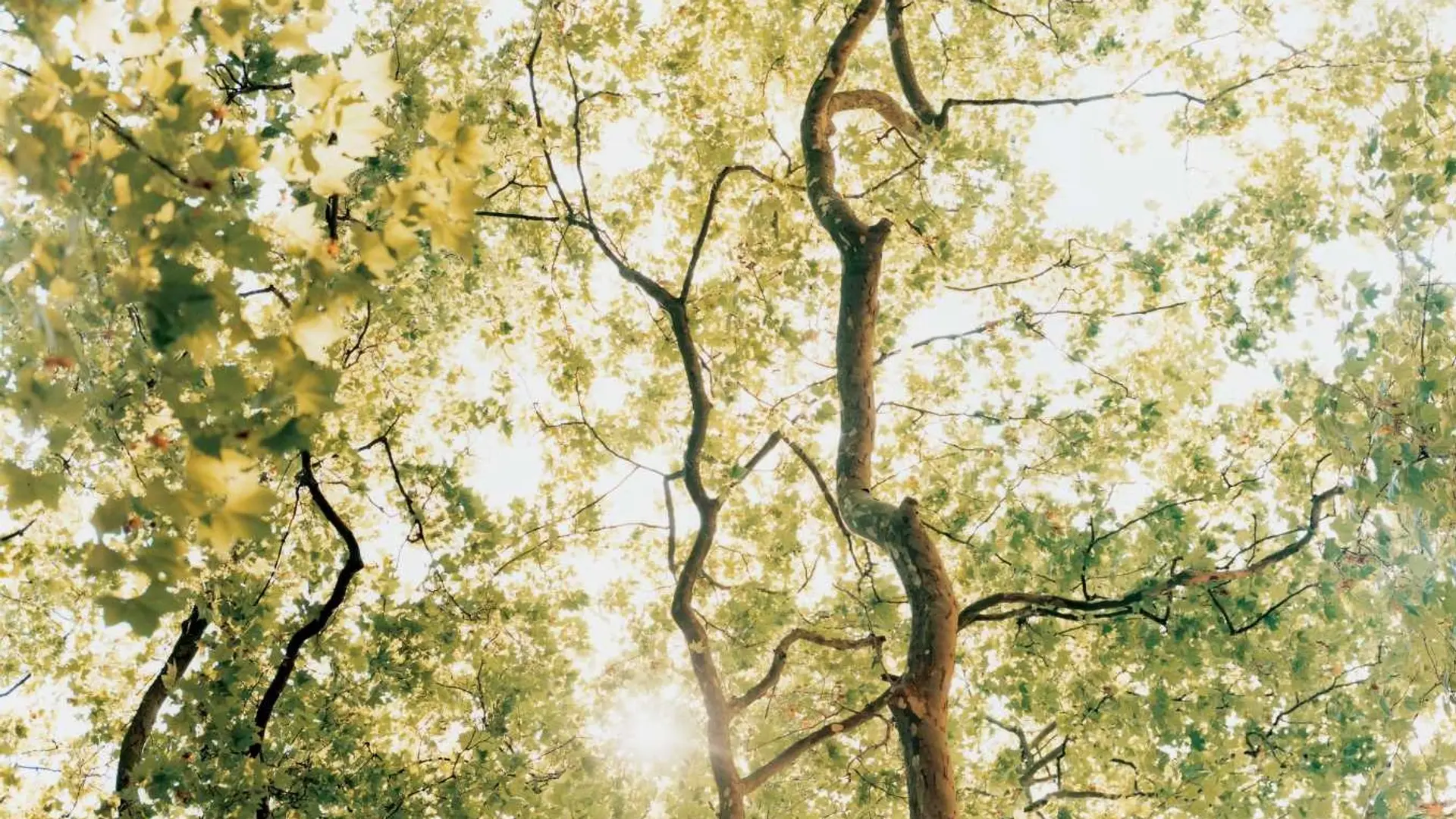 Hotel review Sustainability' - COMO Metropolitan London - 0