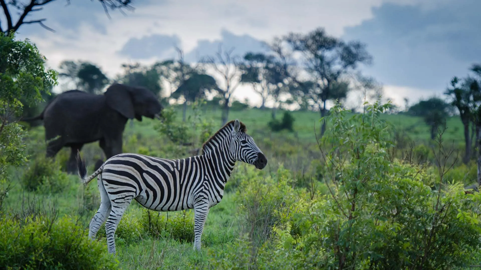 Hotel review Service & Facilities' - Sabi Sabi Private Game Reserve - 4