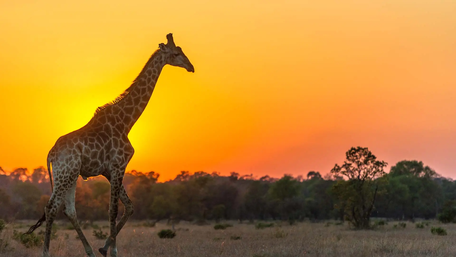 Review of Sabi Sabi Private Game Reserve - 10