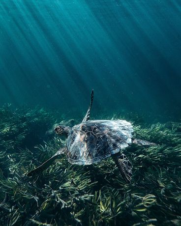 Verified hotel review - Four Seasons Resort Seychelles at Desroches Island - 22